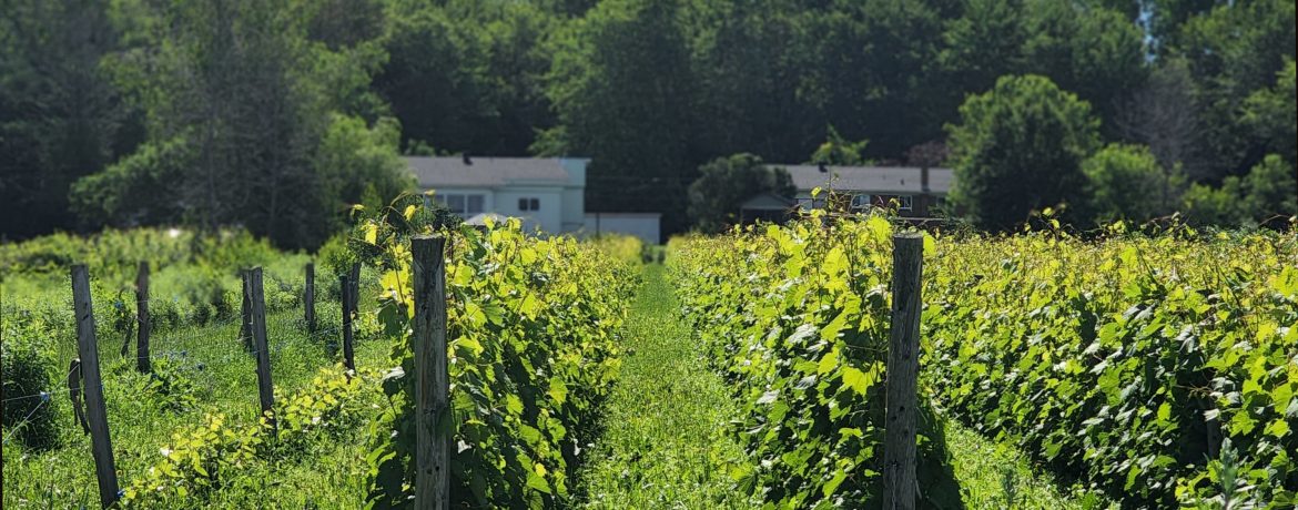 Terroir du Québec : Vignoble et Domaine Beauchemin