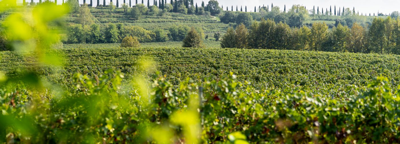 Photo vignoble Vénétie Gorgo