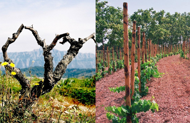 Vignoble de Monrubi Penedes - Focus sur une veille vigne de Sumoll et des nouvelle plantations